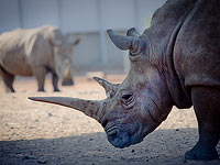 Носороги в "Сафари" Рамат-Гана    