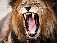 Саудовец выжил после нападения льва в частном зоопарке