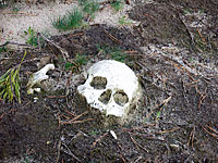 В Цфате обнаружен человеческий череп    