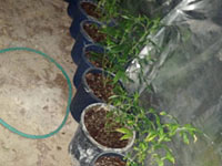 В районе Иерусалима обнаружена лаборатория по выращиванию конопли    