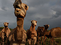В Саудовской Аравии создан клуб любителей верблюдов