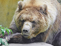 На Камчатке застрелили медведя, проникшего на территорию больницы