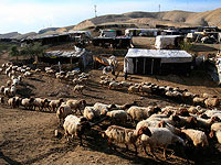     Бедуины ранили камнями молодого еврейского пастуха