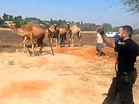 Полиция задержала на шоссе &#8470;40 стадо верблюдов