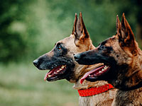 В Чехии подготовили служебных собак для таможни Израиля