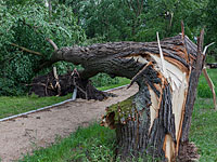 Трагедия на Острове вечной весны: упавшее дерево лишило жизни 11 человек    