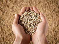 Египет готов отвергнуть румынское зерно из-за семян мака