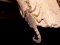 В Араде желтый скорпион ужалил полуторагодовалого ребенка