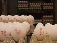 На рынок попали 11 миллионов яиц, зараженных сальмонеллой