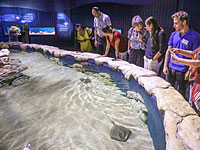 В Иерусалиме открылся "Израильский аквариум", рассказывающий о четырех морях