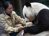 Скончалась старейшая в мире гигантская панда Баси