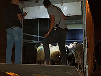 Возле Калькилии сотрудники МАГАВ задержали грузовик с крадеными овцами
