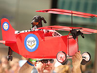 "Октоберфест" по-собачьи: гонка такс в Мельбурне