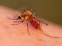 В юго-восточной Азии распространяется "супер-малярия"