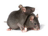 Ученые выявили связь между сексом и старением у самцов крыс    