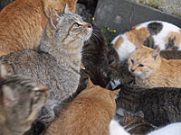 У жительницы Цфата изъяты 37 кошек, о которых она плохо заботилась    