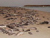 В устье реки Лахиш в Ашдоде всплыли тысячи мертвых рыб