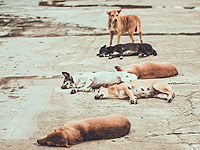 В Тверской области незаконно умерщвлены 205 собак
