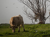 В долине Бейт-Шеан обнаружена корова, больная бешенством 