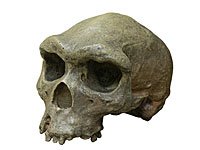 В Папуа-Новая Гвинея найден череп жертвы цунами, пронесшегося 6.000 лет назад