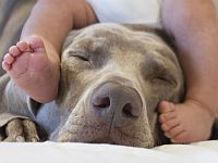 Присутствие собаки в доме снижает риск экземы и астмы у младенцев