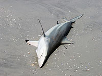 На пляже Порт-Саида обнаружена мертвая акула