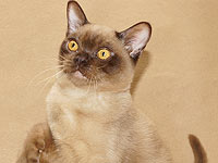 В эту субботу в Петах Тикве состоится международная судейская выставка кошек