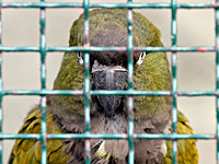 Вор, охотившийся за попугаем, сам оказался заперт в птичьей клетке