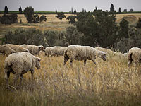   В Гильбоа обнаружена больная бешенством овца
