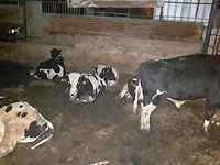 Задержаны похитители коров в Южном округе