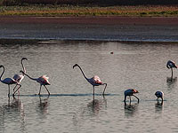 Розовые фламинго в Изреэльской долине