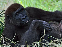 В рамат-ганском "Сафари" усыпили страдавшую от онкологии гориллу Айну