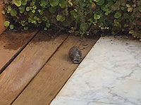 Во дворе дома в Герцлии обнаружена осколочная граната