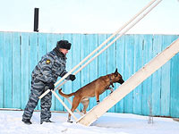 Две собаки, клонированные в Корее, приступили к охране заключенных в Якутии    