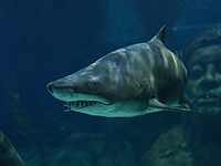 Американская туристка погибла в результате нападения акулы