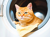 В Норвегии кот уцелел, пережив сорокаминутную стирку в стиральной машине