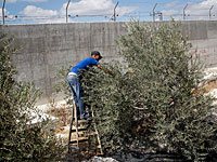 Палестинские фермеры планируют "захват земель" в зоне С