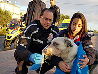 В Эйлате была спасена собака, пострадавшая во время пожара