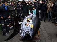 Голубой тунец весом более 400 кг продан в Японии за $323.000