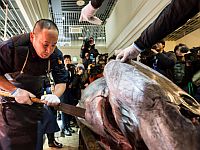 Голубой тунец весом более 400 кг продан в Японии за $323.000
