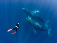 Горбатый кит спас биолога от тигровой акулы. ВИДЕО