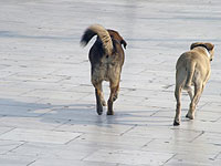 В Верхней Галилее бродячая собака покусала подростка  
