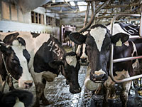 Бруцеллез обнаружен на молочных фермах в Негеве