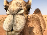 В Саудовской Аравии отстранили от конкурса красоты верблюдов с ботоксом