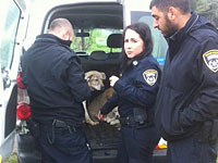 Сотрудники полиции провели операцию по спасению десятка бездомных щенков  