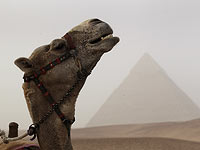 Начато обустройство плато Гизы, верблюдов у пирамид заменят электромобили