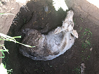Сотрудники муниципальной службы Ашдода спасли теленка