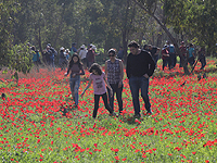 Красный Юг: фестиваль цветов в Негеве. Фоторепортаж