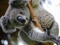 В "Ган Гуру" умер Майло: последний коала в Израиле  