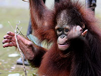 100 тысяч орангутангов были убиты за 16 лет на острове Борнео